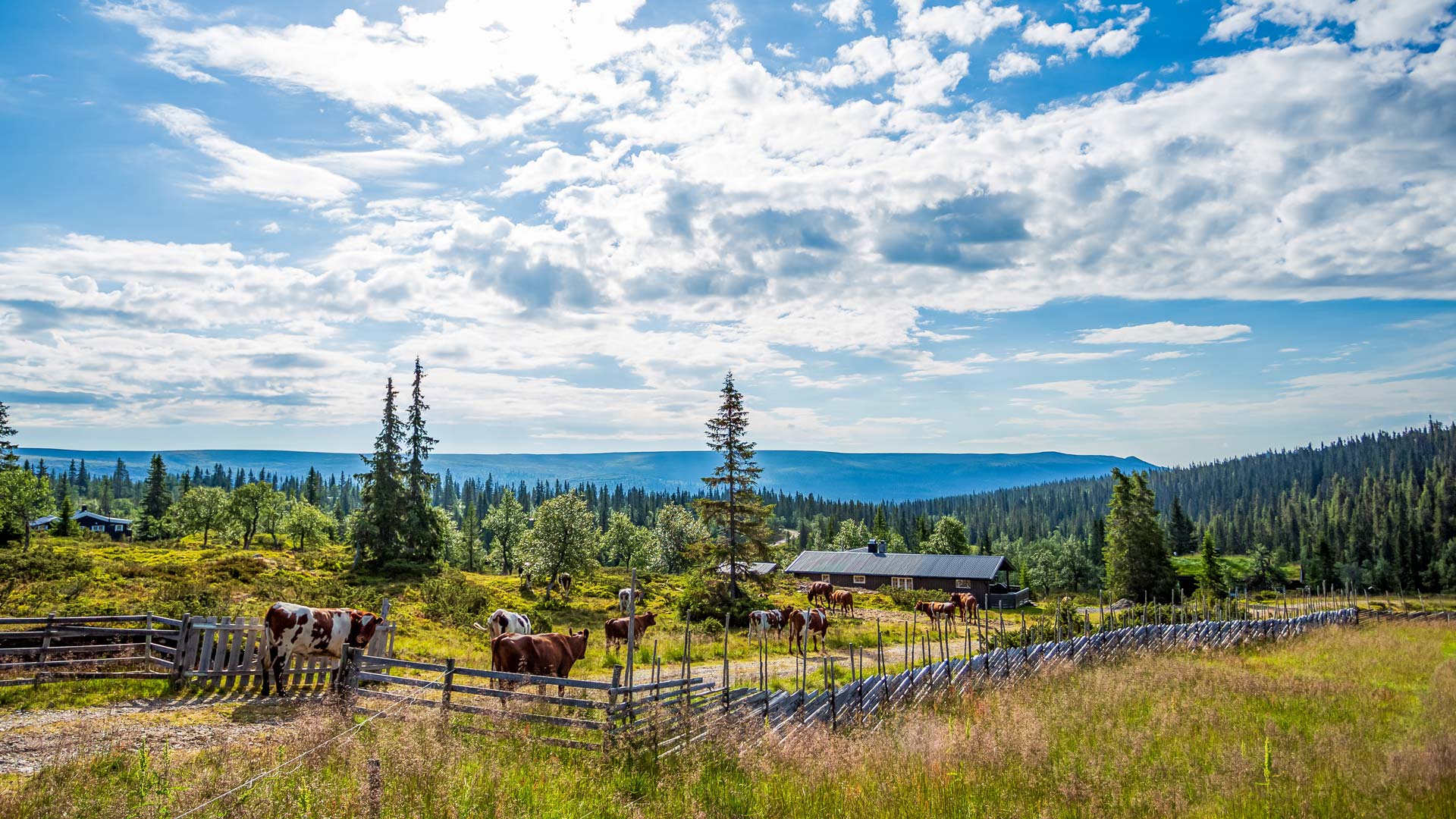 Rømonysetra-sommeridyll-2-1920